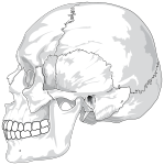 Human Skull Side View By LadyOfHats